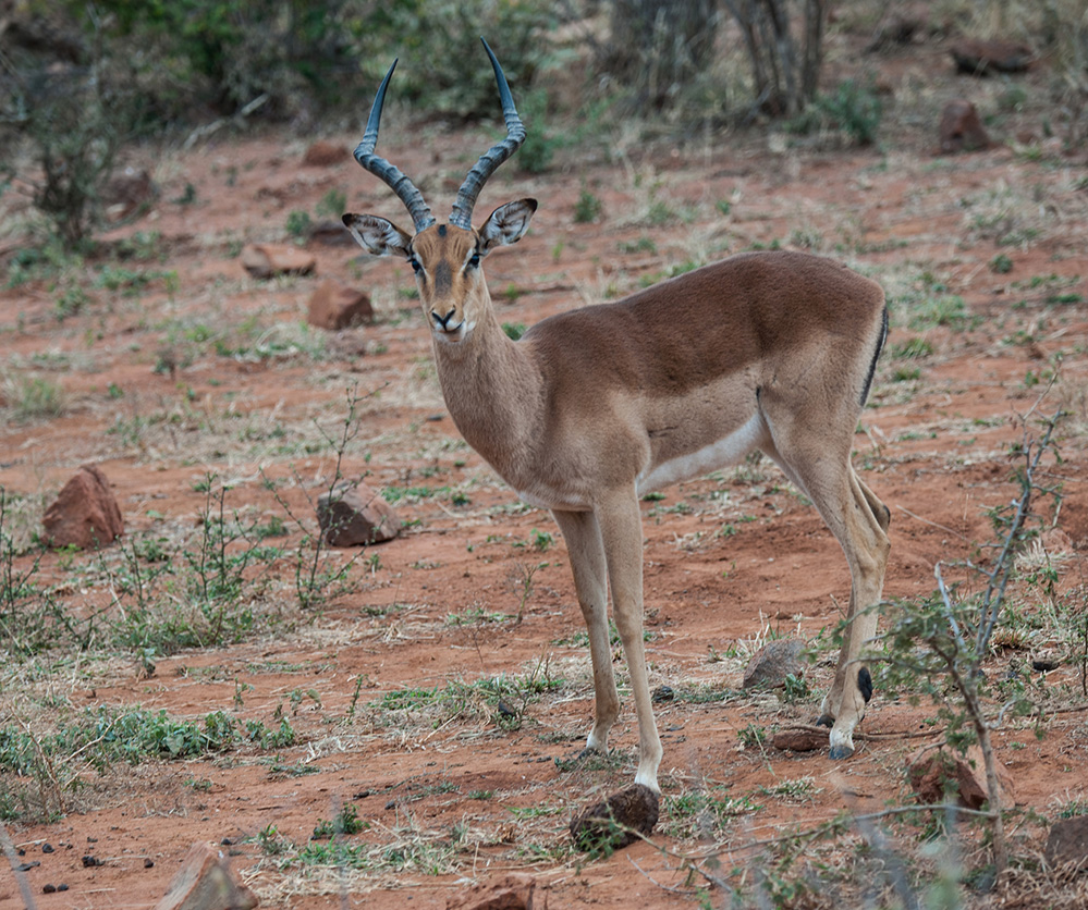 Madikwe Game Reserve Impala Male